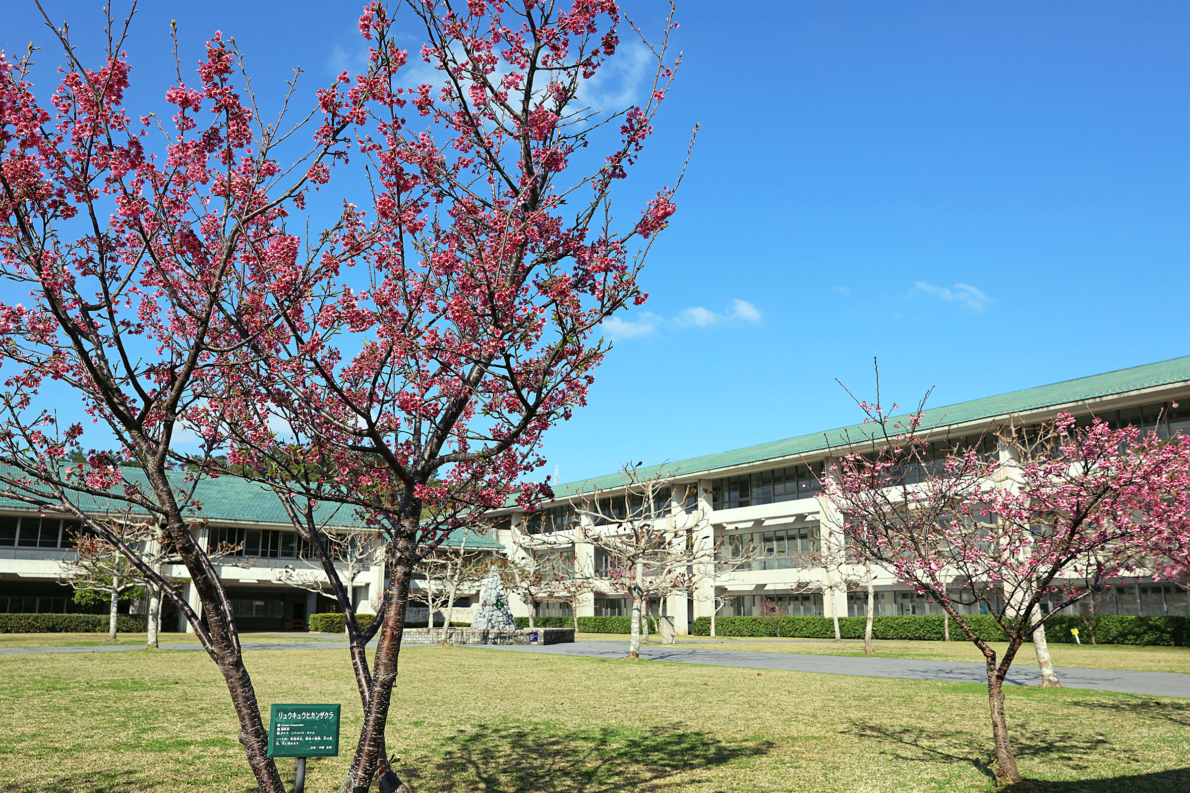 ◯名桜大学